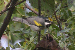 Vermivora chrysoptera