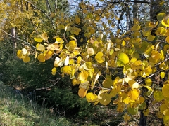 Populus tremuloides