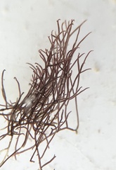 Vertebrata