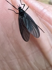 Penthetria heteroptera