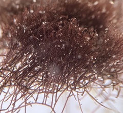 Vertebrata