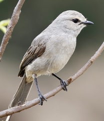 Bradornis microrhynchus