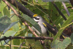 Vermivora chrysoptera