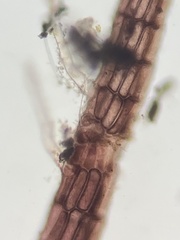 Vertebrata