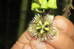 Passiflora coriacea