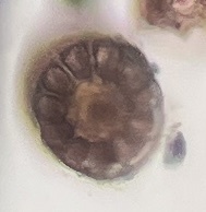 Vertebrata