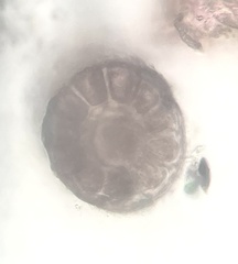 Vertebrata