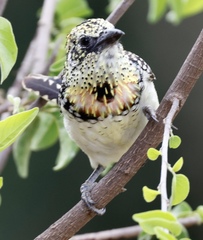 Trachyphonus darnaudii