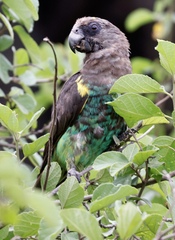 Poicephalus meyeri
