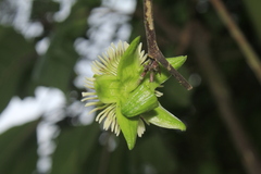 Passiflora coriacea