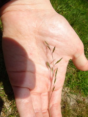 Festuca rubra