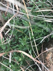 Gonocarpus tetragynus