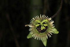 Passiflora coriacea