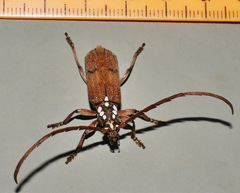 Strongylurus thoracicus