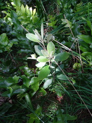 Pittosporum