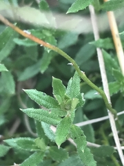 Gonocarpus tetragynus