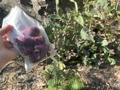 Opuntia anahuacensis