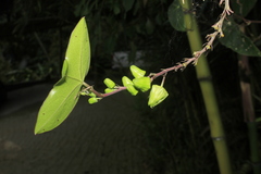 Passiflora coriacea