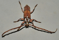 Strongylurus thoracicus