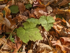 Tiarella