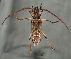 Strongylurus thoracicus