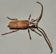 Strongylurus thoracicus