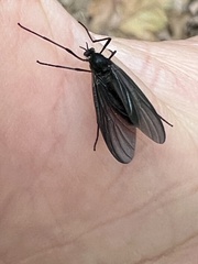 Penthetria heteroptera