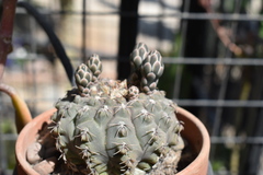 Gymnocalycium platense