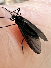 Penthetria heteroptera