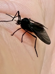 Penthetria heteroptera