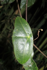Passiflora coriacea