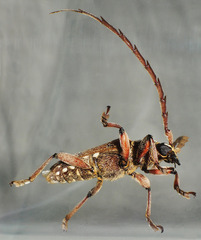 Strongylurus thoracicus