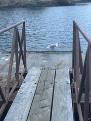Larus argentatus