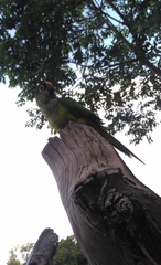 Eupsittula aurea