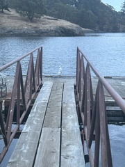 Larus argentatus