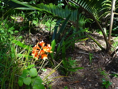 Clivia miniata