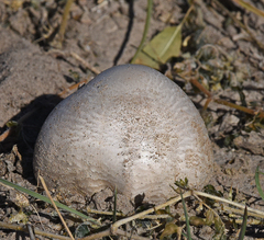 Calvatia booniana