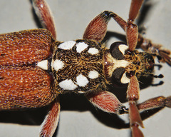 Strongylurus thoracicus