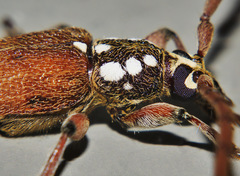 Strongylurus thoracicus