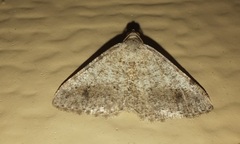 Digrammia colorata