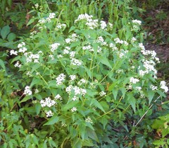 Eupatorieae