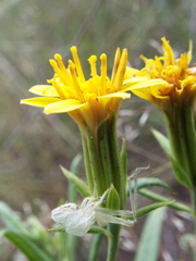 Trixis angustifolia