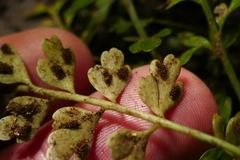 Asplenium cimmeriorum