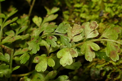Asplenium cimmeriorum