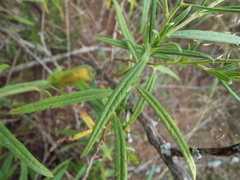 Trixis angustifolia