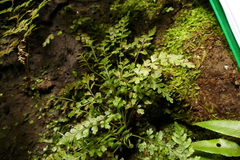 Asplenium cimmeriorum