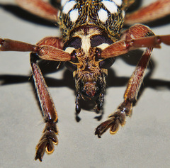 Strongylurus thoracicus