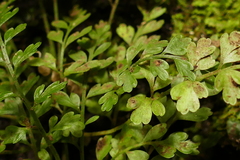 Asplenium cimmeriorum