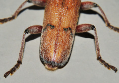 Strongylurus thoracicus