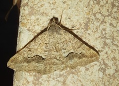 Frederickia s-signata